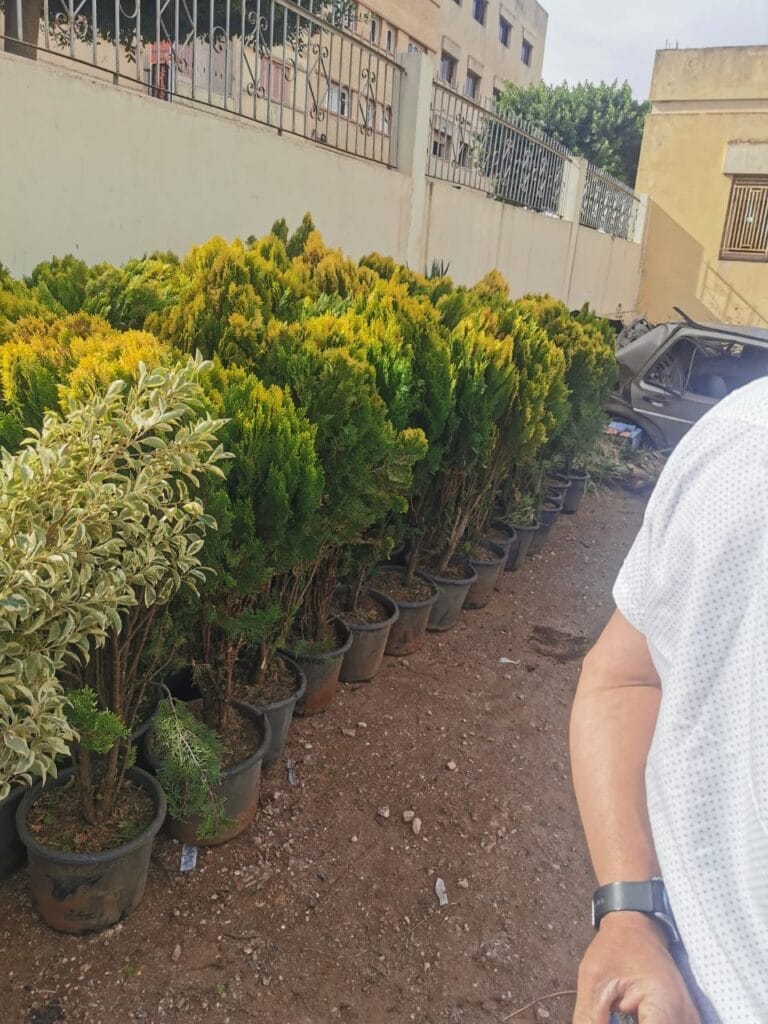 جماعة العروي  تطلق عملية غرس وتهيئة المدارات في اطار مشروع “اوراش” بتنسيق مع جمعية بوسخان والسلطة المحلية