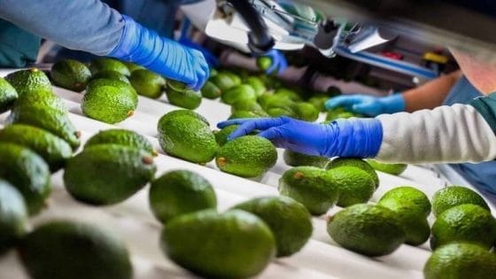 رغم الجفاف.. إنتاج الأفوكادو في المغرب يرتفع بـ40 في المائة مسجلا رقما قياسيا