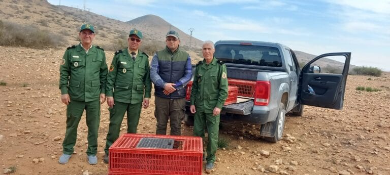 الناظور: عملية الإعمار المناطق الثلاثية بطائر الحجل البري ببني بويحيي