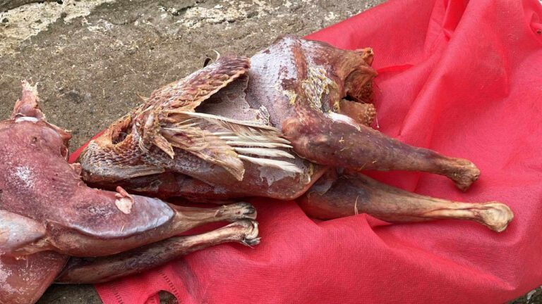 حجز دجاج ميت ومواد غذائية فاسدة.. سلطات الناظور تشن حملة على الأسواق
