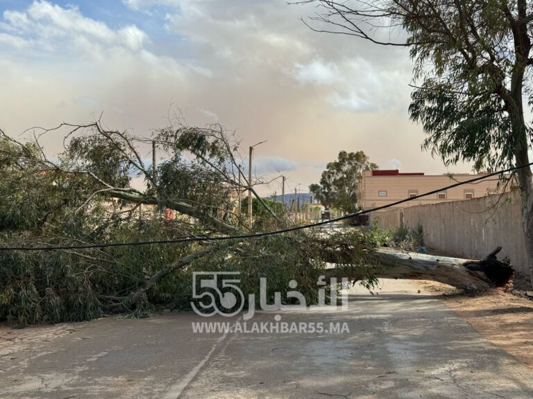 جماعة العروي تستنفر مصالحها التقنية : الرياح القوية تتسبب في اقتلاع شجرة معمرة وتغلق الطريق الجانبية لمطار العروي