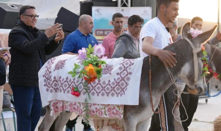 مهرجان الحمار: ندوات علمية، جوائز مالية، تكريمات، فحوصات طبية، وعلاجات جراحية