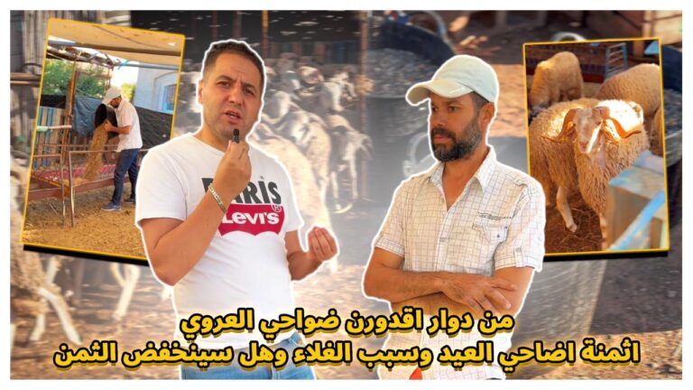 من دوار اقدورن ضواحي العروي : اثمنة اضاحي العيد وسبب الغلاء وهل سينخفض الثمن …