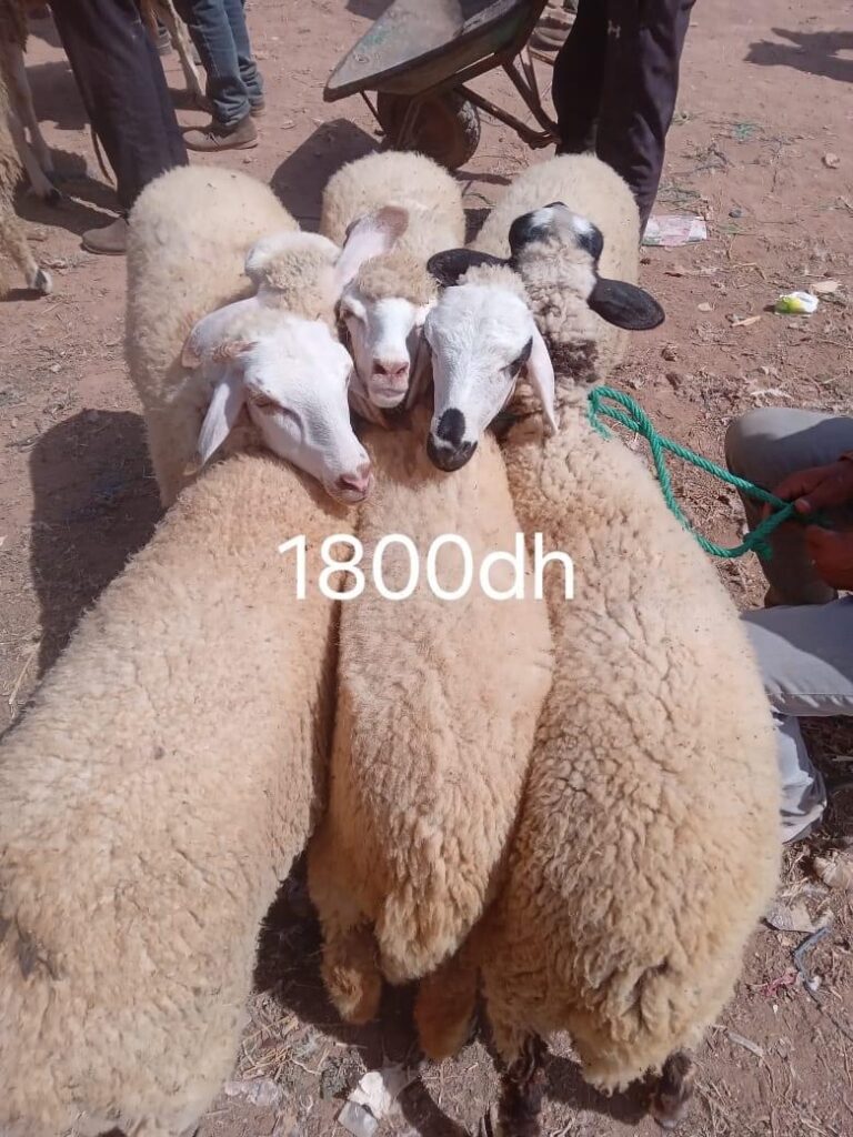 صباح اليوم : اثمنة اضاحي العيد من سوق تيزطوطين نواحي الناظور