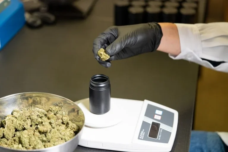 الصيدليات المغربية تشرع في استقبال منتجات قانونية للقنب الهندي