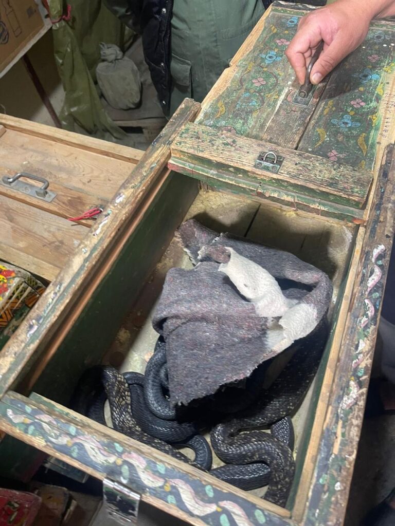 حجز حيوانات برية وزواحف مهددة بالانقراض بالناظور ومراكش في عمليات أمنية نوعية 7 حجز حيوانات برية وزواحف مهددة بالانقراض بالناظور ومراكش في عمليات أمنية نوعية