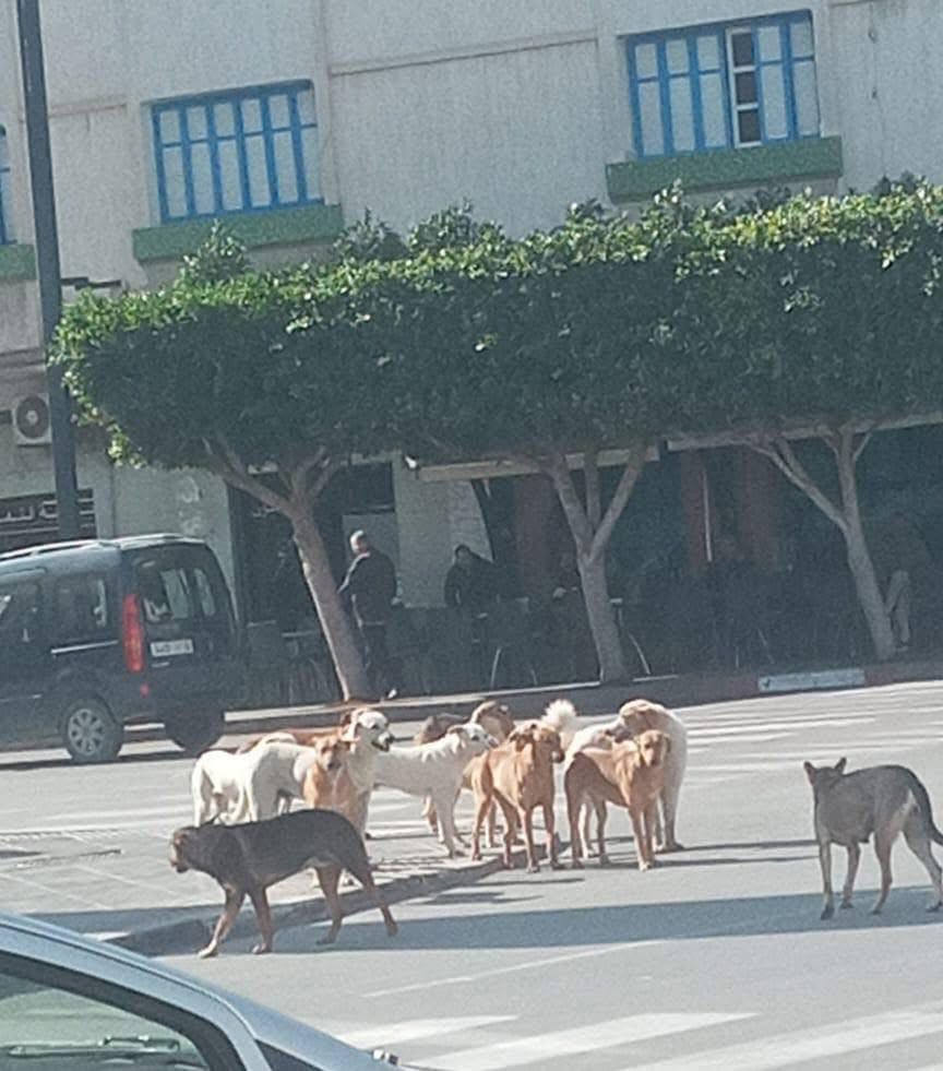 صور : الكلاب الضالة تغزو شوارع الناظور وسط مطالب بتدخل الجهات المختصة