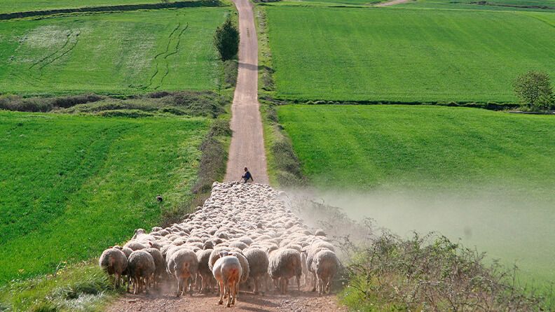 الشرطة الإسبانية تعتقل مغربياً اغتصب أغناماً و حمير بتاراغونا 1 الشرطة الإسبانية تعتقل مغربياً اغتصب أغناماً و حمير بتاراغونا