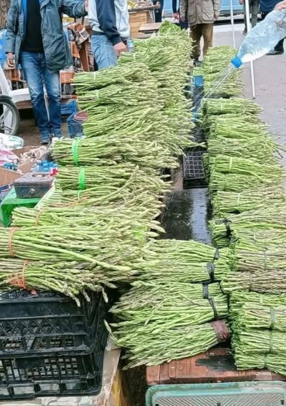 “باراغوش” : نبتة الهليون البرية التي تزين موائد رمضان في الناظور