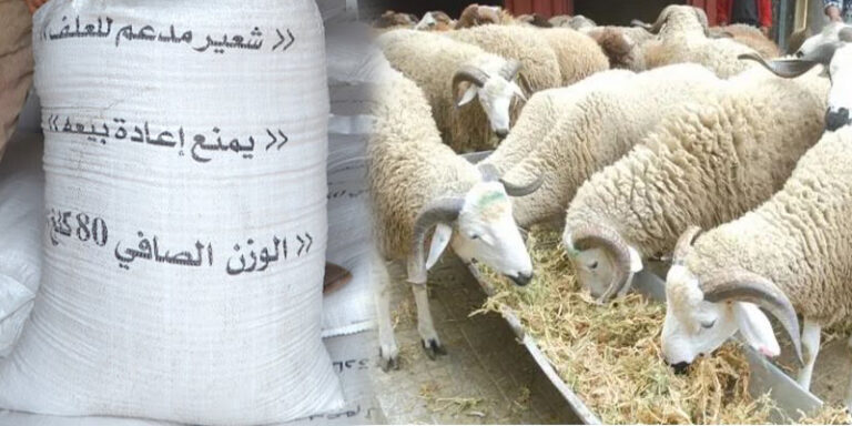وزارة الفلاحة تكشف تفاصيل دعم مربي الماشية في مواجهة أزمة الجفاف