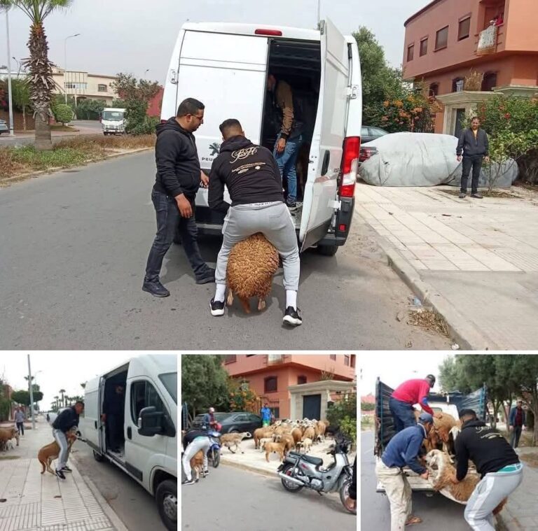 حجز نحو 70 رأسًا من الأغنام والمعز في حملة مفاجئة بمدينة الجديدة