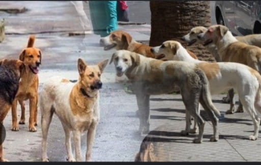 من يحمي فلذات اكبادنا من الكلاب الضالة