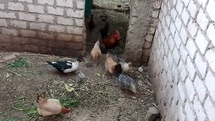 فوضى تربية الدجاج وسط الأحياء تثير غضب أبناء الجالية بالعروي.. مطالب بتدخل عاجل للسلطات