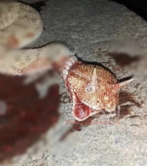 فيديو : ظهور أفعى ذات القرنين بجماعة إفسو بالناظور يثير قلق الساكنة وسط مؤشرات على تغير بيئي في المنطقة