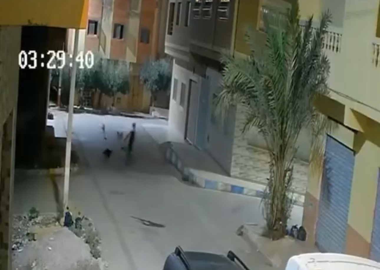كلاب ضالة تهاجم شاباً في شارع بالعروي… مشهد يثير القلق حول السلامة العامة