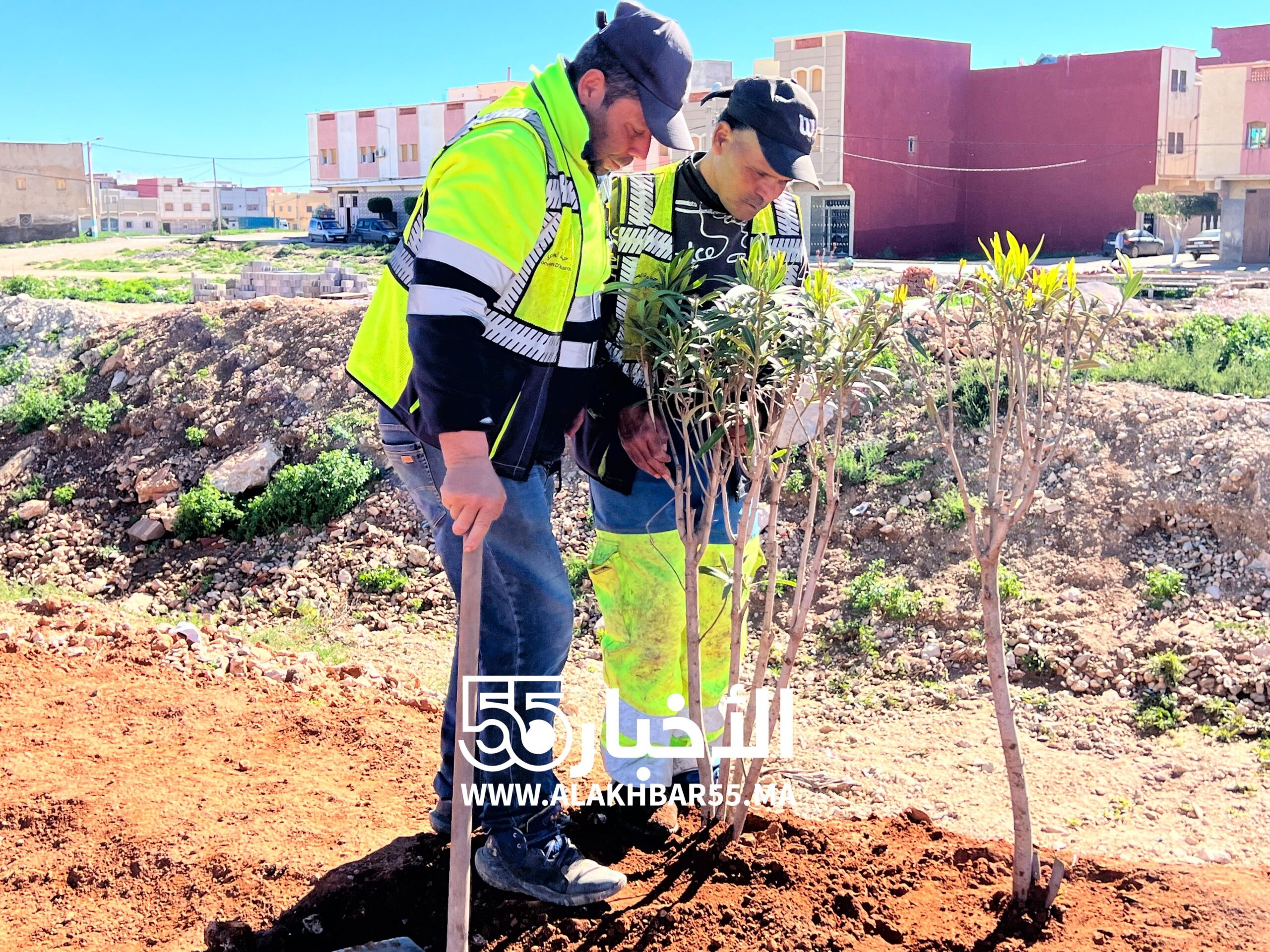 غرس اجزاء من الطريق المدارية بحي الوزاج.. العروي تُعزّز فضاءاتها الخضراء تحت إشراف مباشر للسيد الباشا
