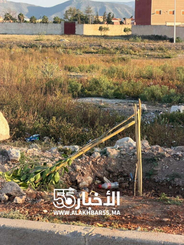 تخريب أشجار حديثة الغرس بطريق مستشفى محمد السادس بالعروي يثير الاستياء