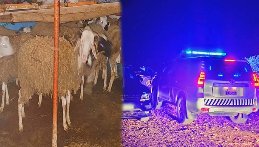 الدرك الملكي ببن الطيب يطيح بعصابة سرقات المواشي ويحجز أزيد من 20 رأسا من الغنم بأمطالسة