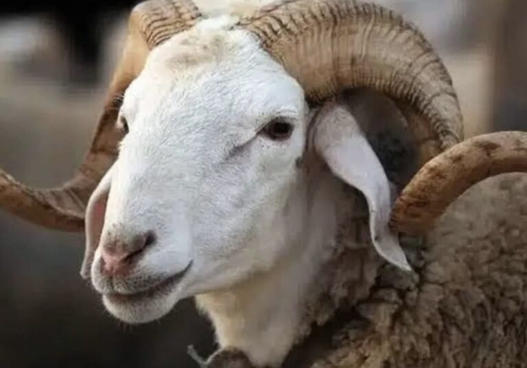 حبس وغرامات وحجز الأضاحي.. الحكومة تشن حملة صارمة ضد مضاربي “عيد الأضحى” لوقف لهيب الأسعار