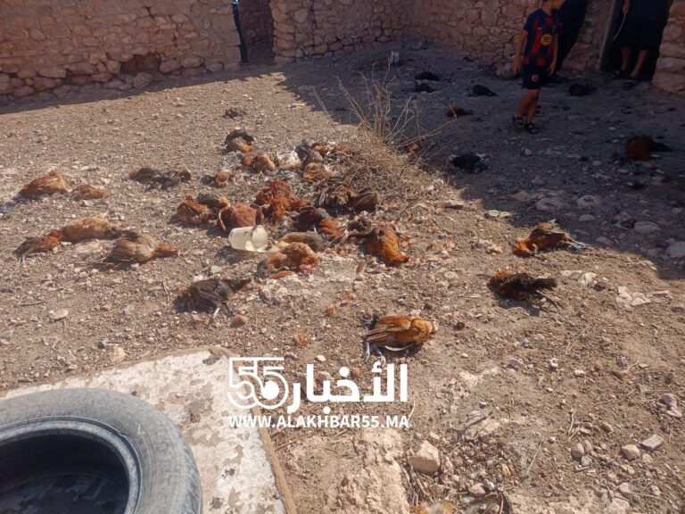 العروي.. كلاب ضالة تُبيد 500 دجاجة بيّاضة وتكبّد مواطناً خسائر تتجاوز 10 ملايين سنتيم.. فمن ينصفه؟