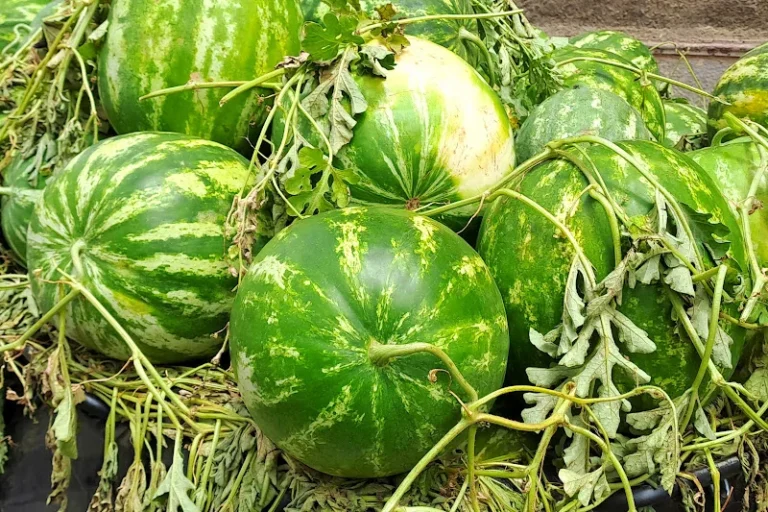 بسبب الجفاف واستنزاف المياه.. عامل إقليم طاطا يمنع زراعة البطيخ خارج الواحات خلال الموسم الفلاحي 2026-2027